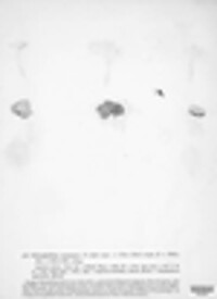 Schizophyllum commune image